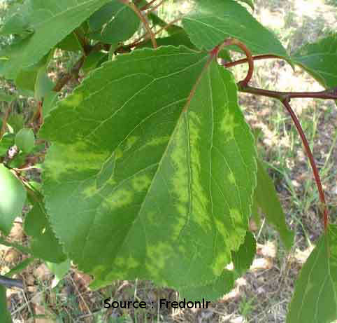 Feuilles avec sharka