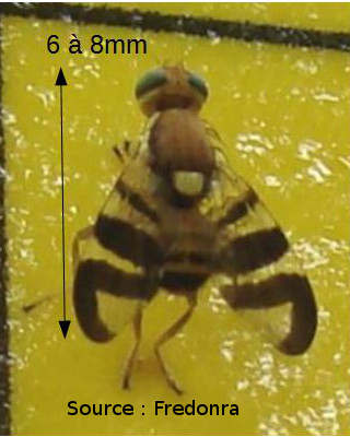 Mouche du brou de noix