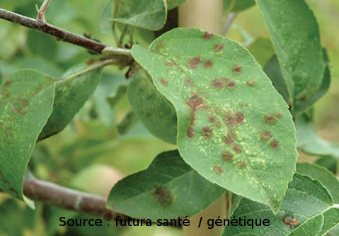 Feuilles avec tavelure