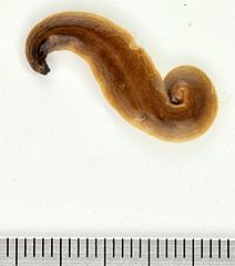 Dimension geoplanidae