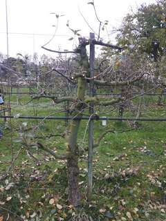 arbre taillé