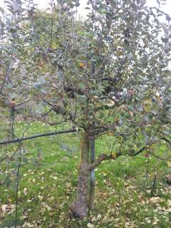 arbre non taillé