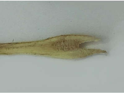 Fourchette 2 dents