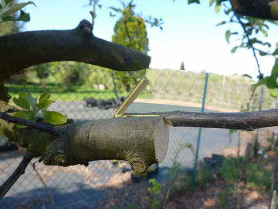 Greffe en couronne corce souleve