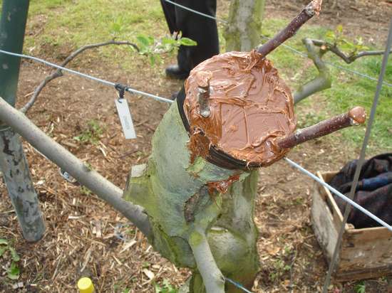 Greffe en couronne - mastic