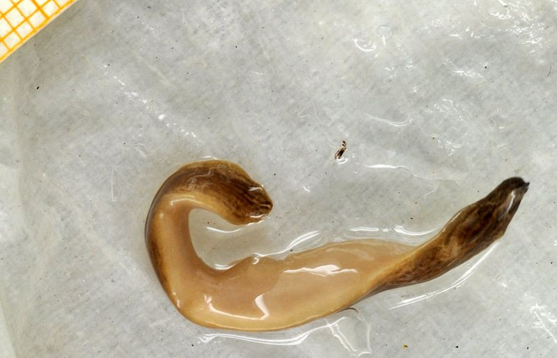 Image geoplanidae
