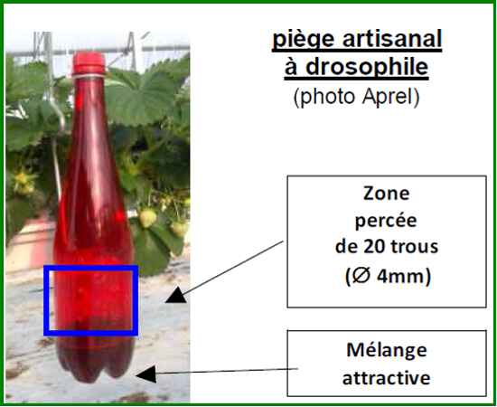 Pige drosophile Suzukii