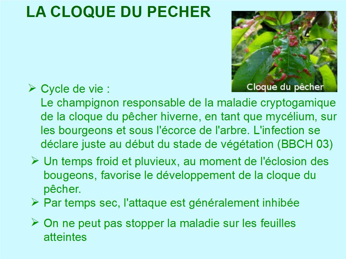 Diapo 1 - la cloque
