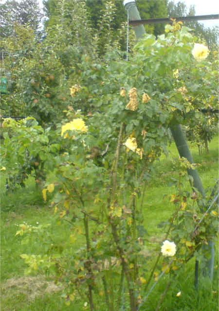Rosier jaune dbut ligne verger