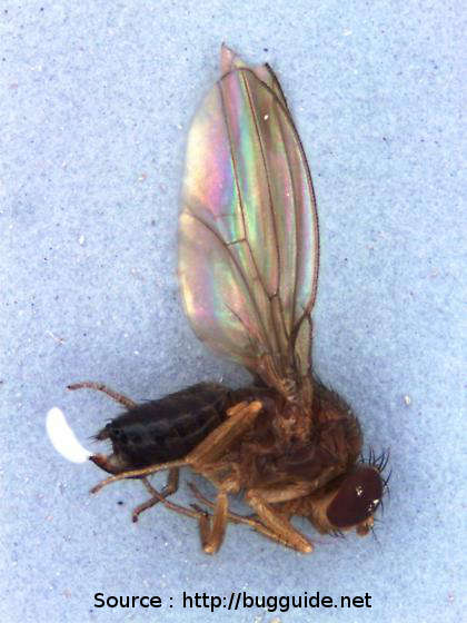 Suzukii femelle