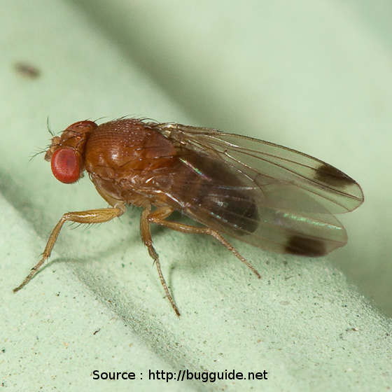 Suzukii male