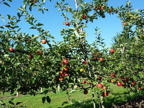 Verger pomme